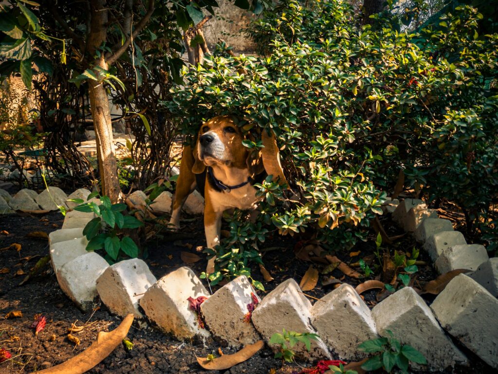 brown short coated dog sitting on white concrete blocks