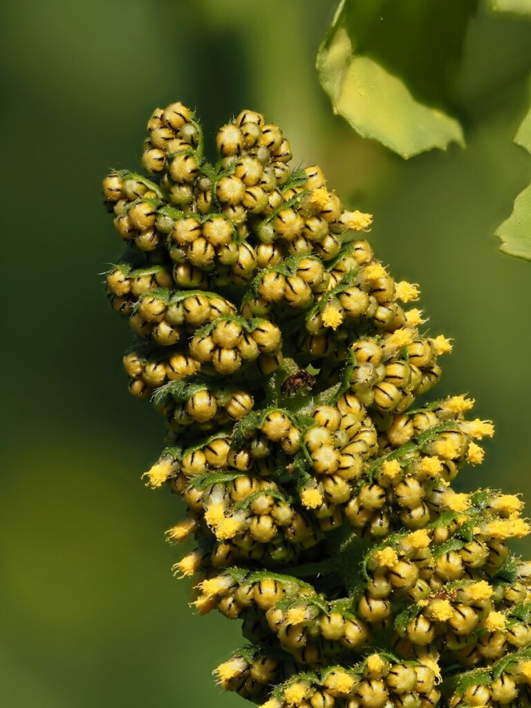 A close up of a plant with yellow flowers